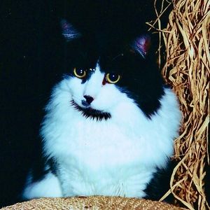 Meet your Posher, Sandie